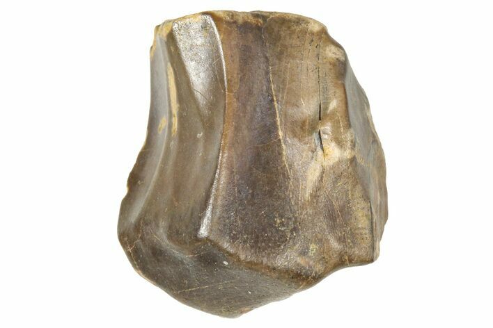 Fossil Triceratops Shed Tooth - Montana #376868